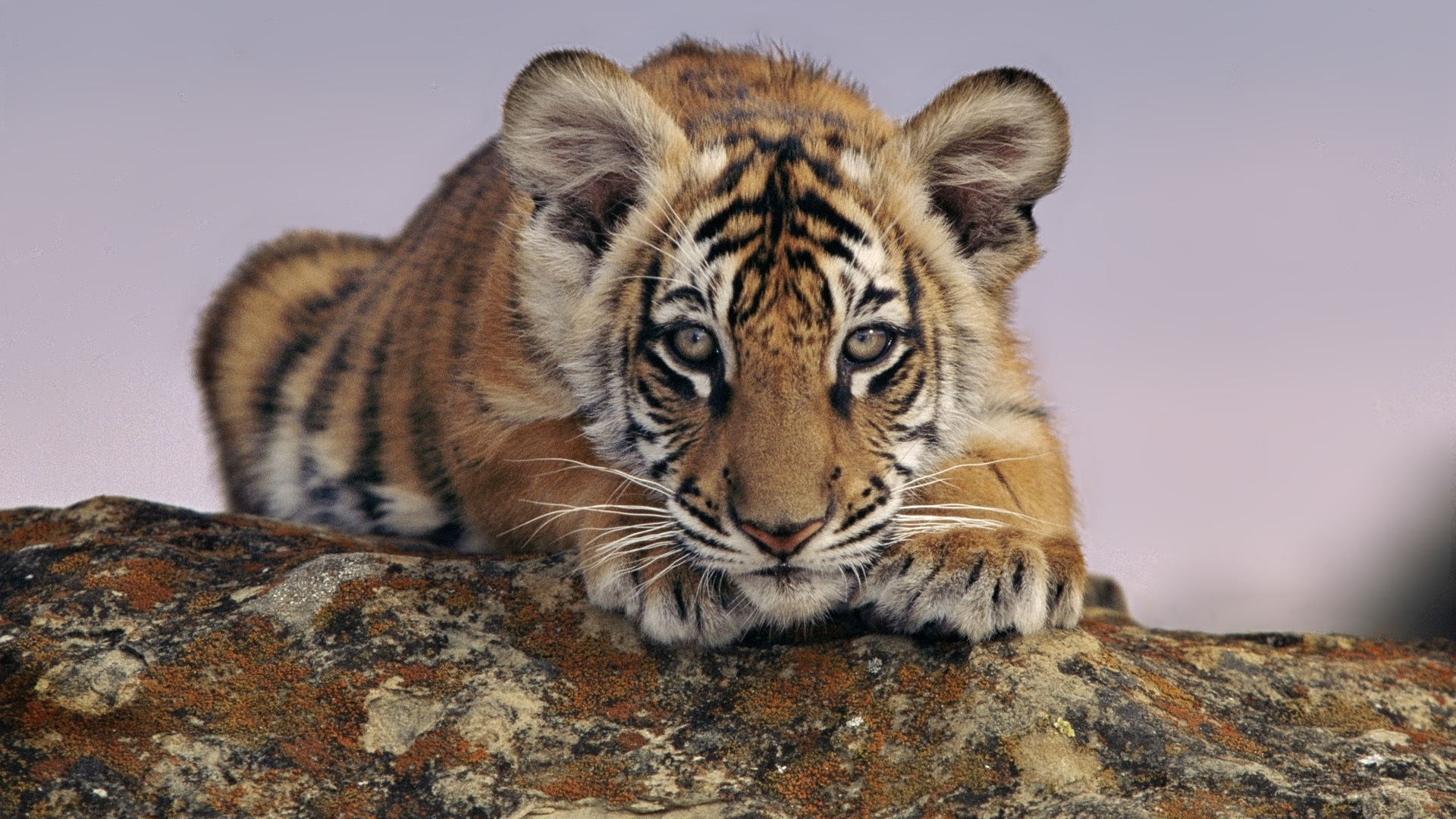 Tiger Toy